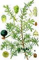 Juniperus communis aus Thomé (1885)